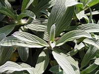 Stachys Lavandulifolia (fam. Labiees)(Asie Mineure) (04) (Photo F. Mrugala)